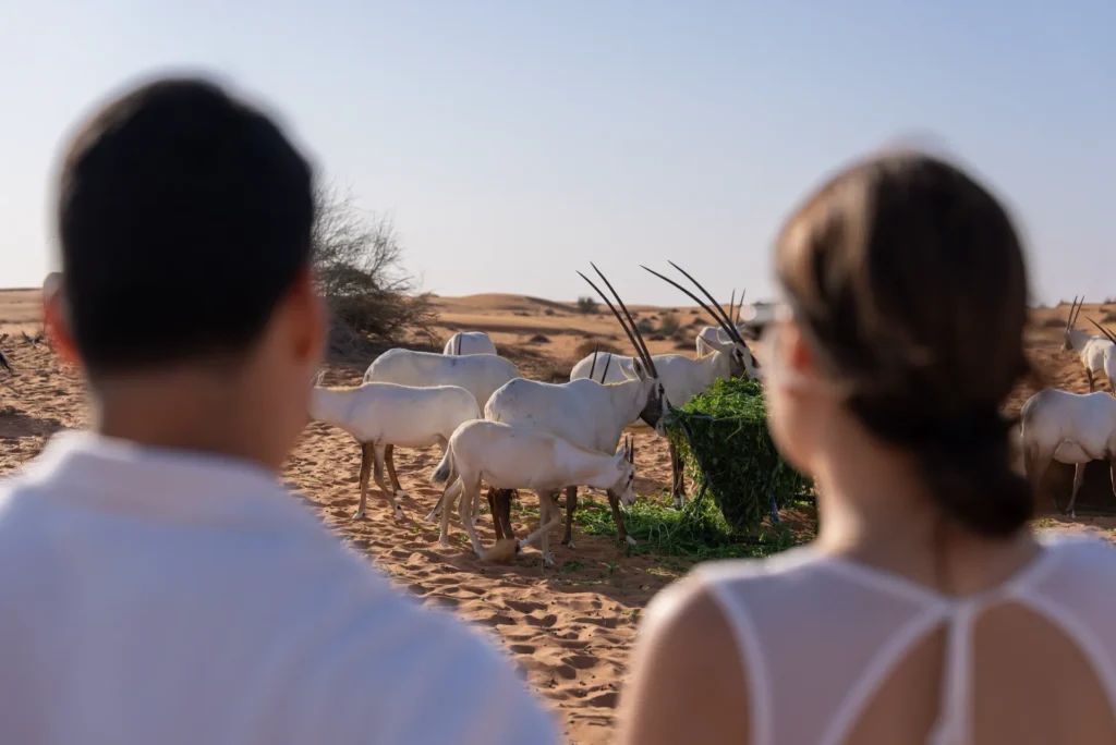 Arabian oryx in a protected desert habitat