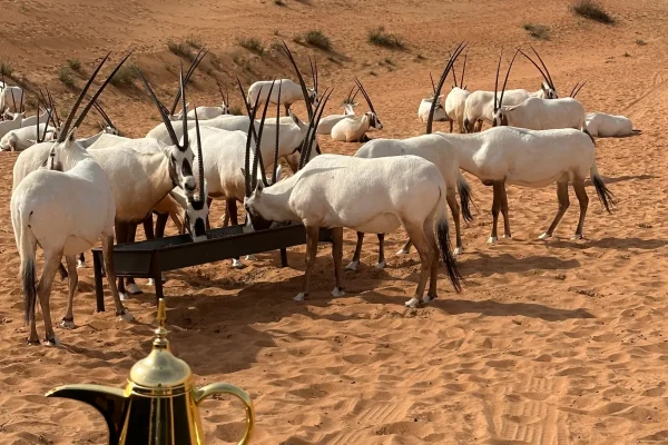 Breakfast with Oryx in Dubai (7)