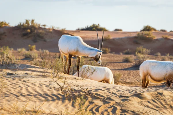 Oryx in Dubai (1)